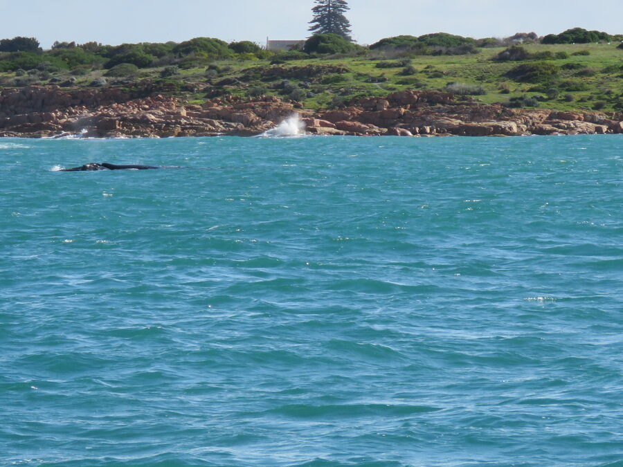 A southern right whale off Victor Harbor